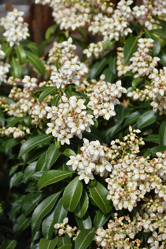 Click to view a full-size photo of Enchanted Forest River Nymph Lily of the Valley Shrub (Pieris japonica 'River Run') at Sharum's Garden Center Enchanted Forest River Nymph Lily of the Valley Shrub (Pieris japonica 'River Run') at Sharum's Garden Center