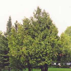 Plant Photo 2