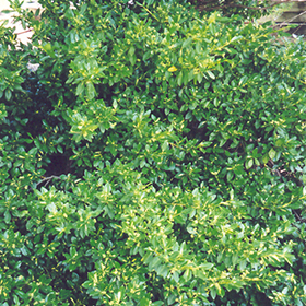 Plant Photo 9