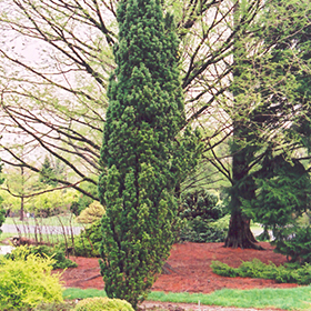 Plant Photo 10