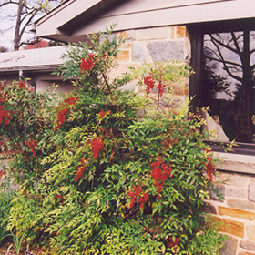 Plant Photo 3