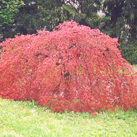 Plant Photo 2