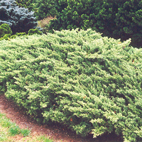 Plant Photo 5