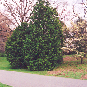 Plant Photo 7