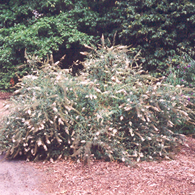 Plant Photo 5