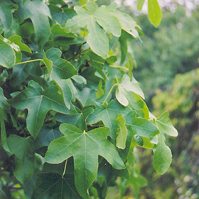 Plant Photo 1