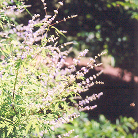 Plant Photo 3