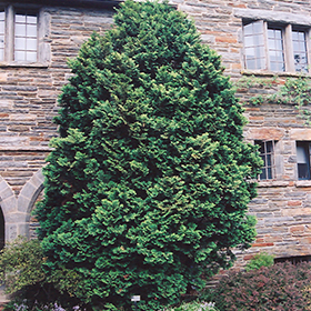 Plant Photo 8