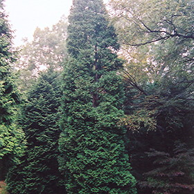 Plant Photo 3