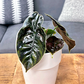 Plant Photo 3