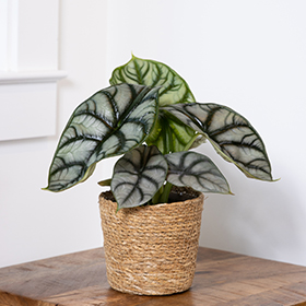 Plant Photo 4