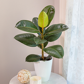 Plant Photo 9