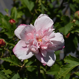 Plant Photo 2