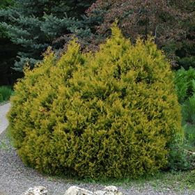 Plant Photo 1
