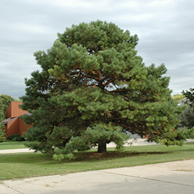 Plant Photo 6