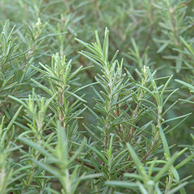 Herb Photo