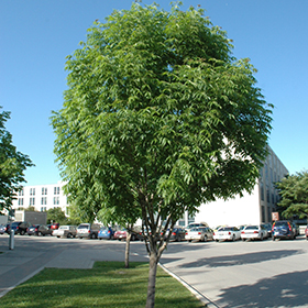 Deciduous Tree Photo