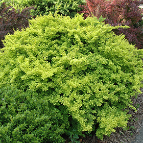 Plant Photo 2