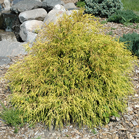 Plant Photo 5