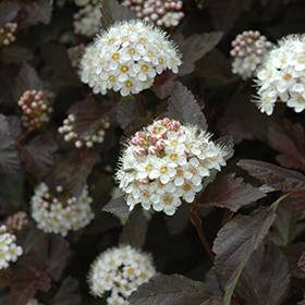 Plant Photo 5