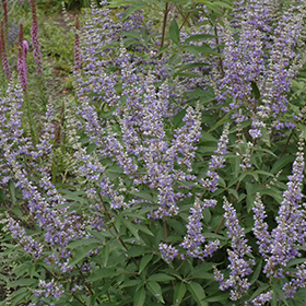 Plant Photo 10