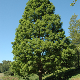 Plant Photo 10