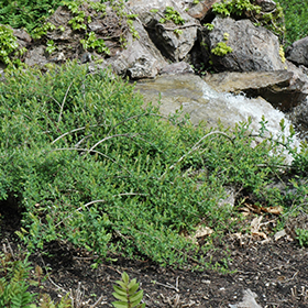 Plant Photo 1