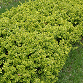 Plant Photo 3