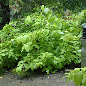 Plant Photo 8