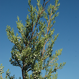 Plant Photo 6