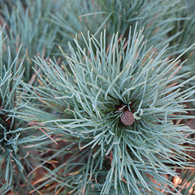 Plant Photo 1