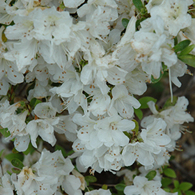 Plant Photo 2
