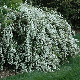 Plant Photo 4