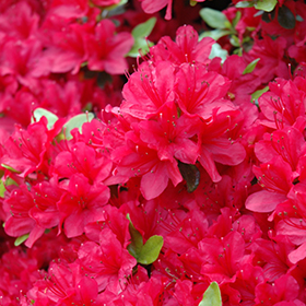 Plant Photo 1