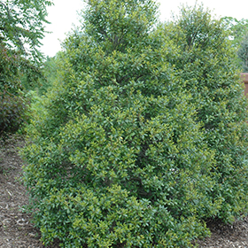 Plant Photo 3