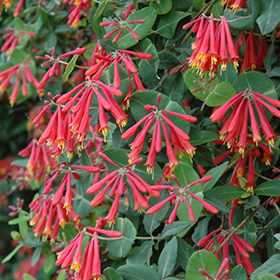 Plant Photo 10