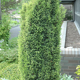 Plant Photo 3