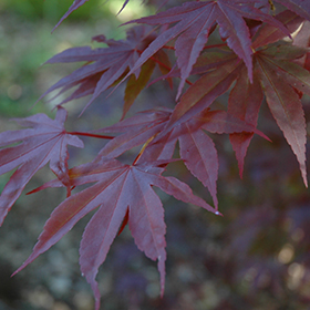 Plant Photo 10