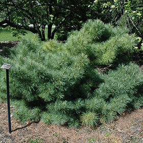 Plant Photo 6