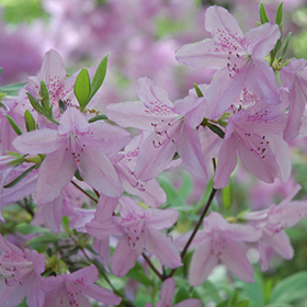 Plant Photo 6