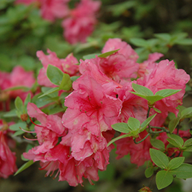 Plant Photo 2