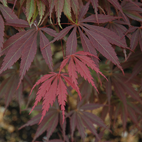 Plant Photo 6