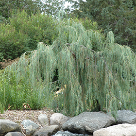 Plant Photo 2