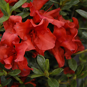Plant Photo 2