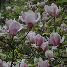 Plant Photo 10