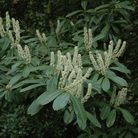 Plant Photo 5