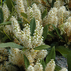 Plant Photo 7