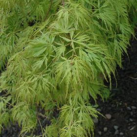 Plant Photo 4