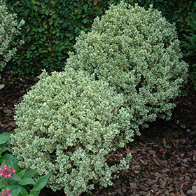 Plant Photo 7