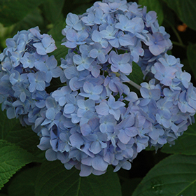Plant Photo 8